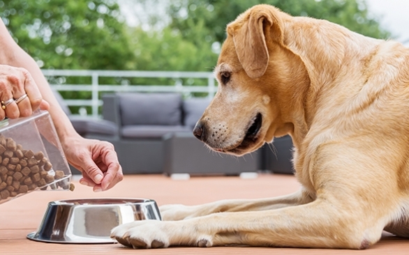 Como os antioxidantes naturais se tornaram uma forte tendência nas rações para pets