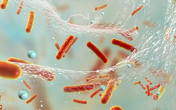 Como os biofilmes bacterianos impactam na indústria de alimentos 