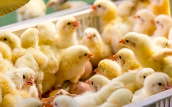 Como garantir um bom manejo na primeira semana dos frangos de corte