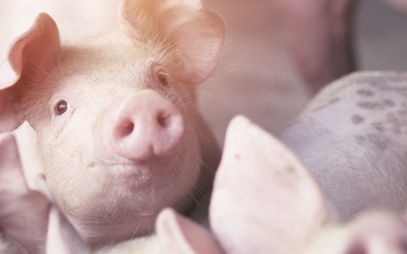 As principais estratégias para evitar diarreia em leitões