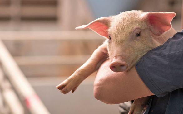 A importância do Nutricionista Animal para a alimentação adequada do rebanho