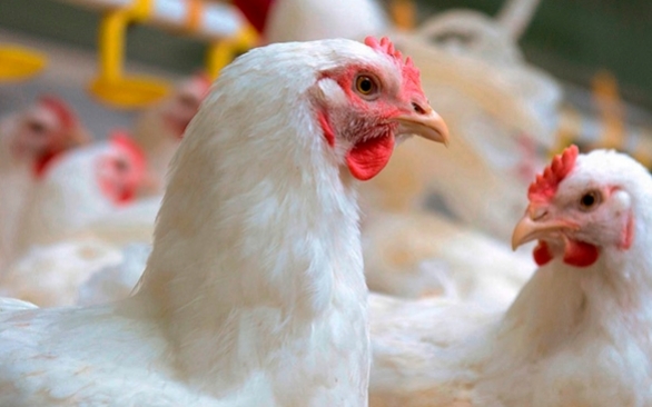 A importância do manejo correto dos frangos na fase de crescimento 