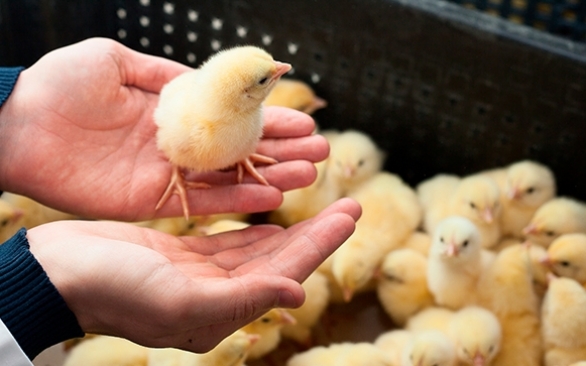 7 dicas para realizar um programa de biosseguridade eficiente em incubatórios