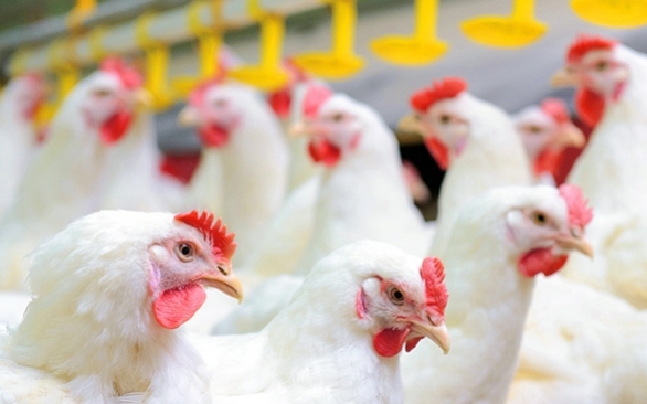 Cuidados essenciais no controle de temperatura dos aviários em dias de calor