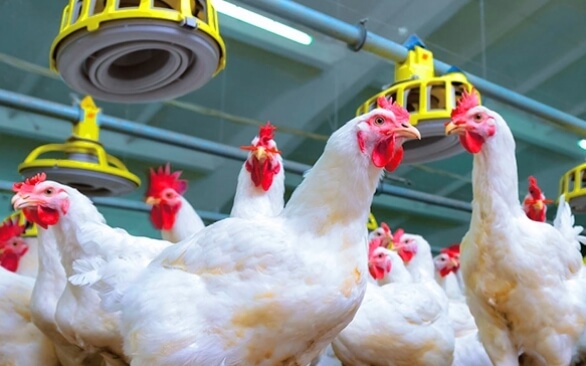 3 fatores que influenciam no manejo de frangos de corte na fase de terminação