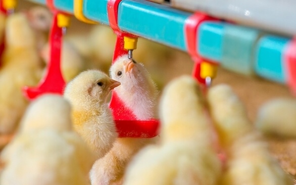 Conceito de One Health em frangos de corte