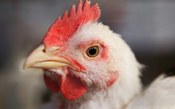 Como enfrentar os desafios da etapa de abate das aves e evitar prejuízos