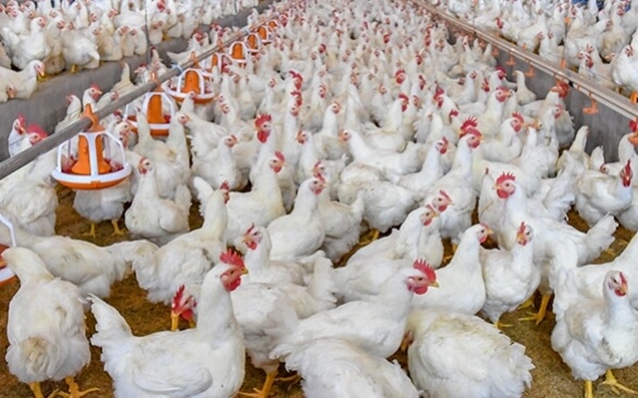 Prevenção de zoonoses através do controle microbiológico na avicultura