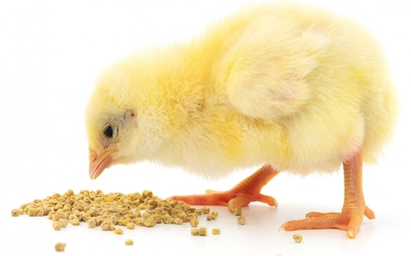 Os prejuízos causados pela aflatoxina na avicultura