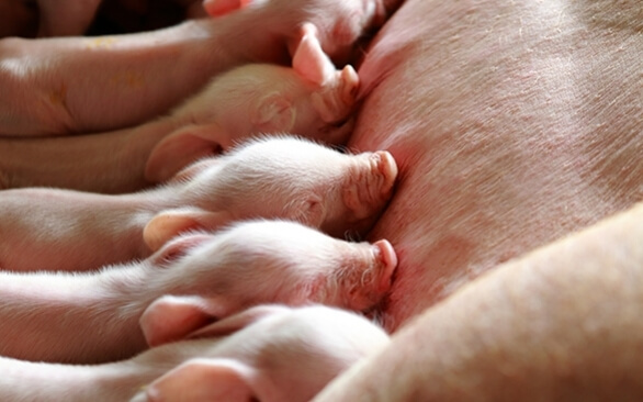 Cuidados essenciais na suinocultura durante a fase da maternidade