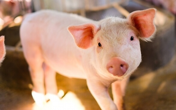 Como vencer os desafios na alimentação de leitões na fase de creche