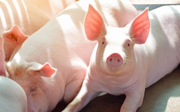 Guia prático para melhorar o manejo de suínos no período de crescimento e terminação