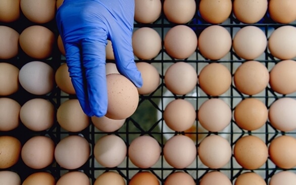 A importância de uma ração animal balanceada na qualidade do ovo