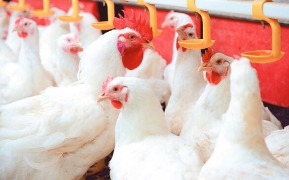 A importância da qualidade da água para a avicultura