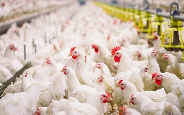 O que fazer quando a salmonella se torna uma realidade no plantel?