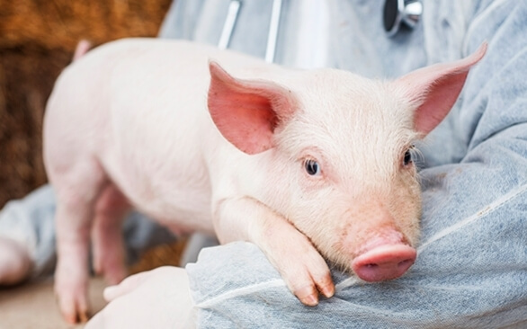 Mudanças de comportamento e reações fisiológicas em suínos resultantes do estresse térmico