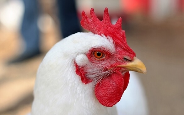 Estresse das aves no inverno: como reduzir o desconforto e os prejuízos provenientes dos dias frios da estação