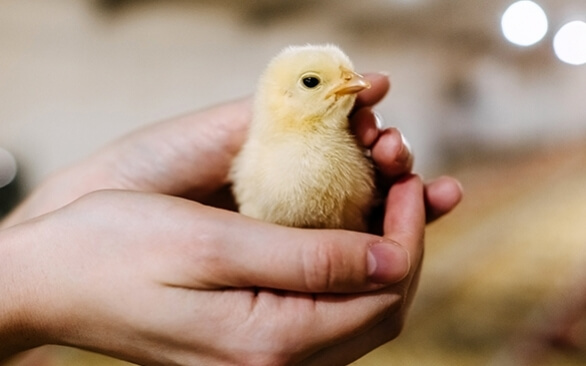 Desidratação e conforto térmico: qual a interferência no desempenho de frangos de corte no inverno?