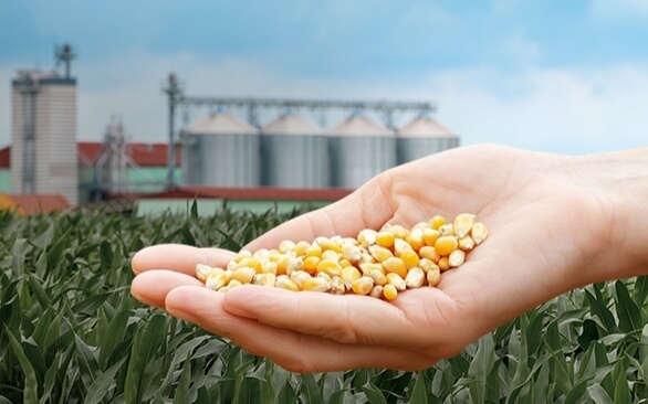 O desafio das micotoxinas: como melhorar a conservação dos grãos após a colheita