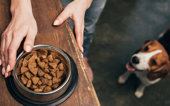 Entenda como a aplicação de antioxidantes pode garantir maior proteção e shelf-life para a ração pet