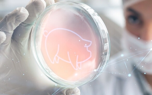 Ciência como elo importante na saúde e produção animal