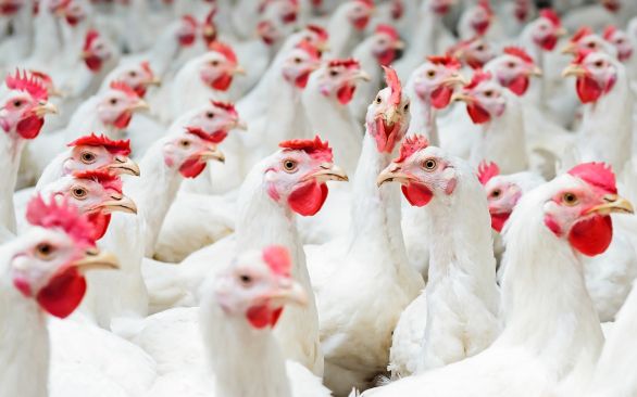 Segurança na retirada dos antibióticos promotores de crescimento