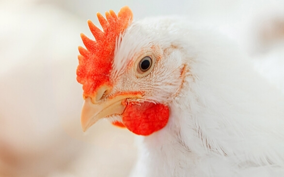 Benefícios dos ácidos orgânicos microencapsulados na saúde das aves