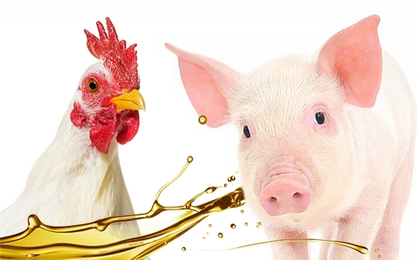 Entenda porque os óleos essenciais são fortes aliados na produtividade de aves e suínos