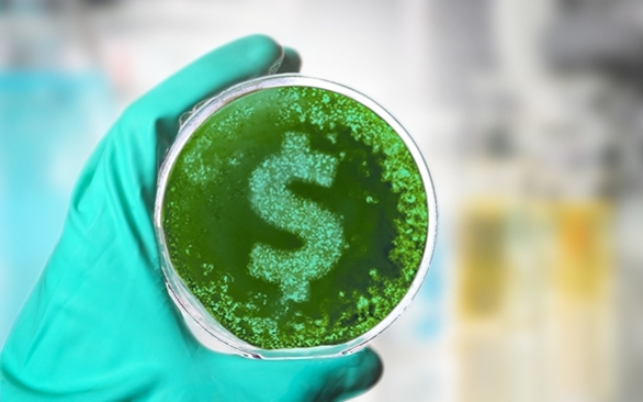 Contaminação microbiológica: um desafio que impacta na cadeia produtiva animal e no bolso do produtor