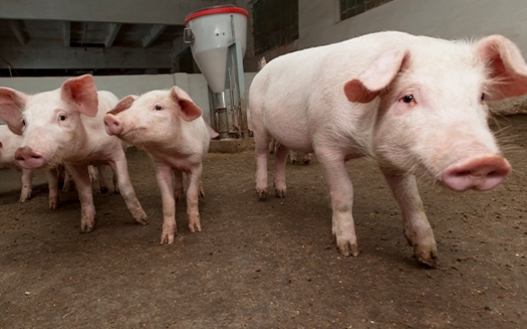 Como as novas tecnologias podem auxiliar o produtor no manejo da suinocultura