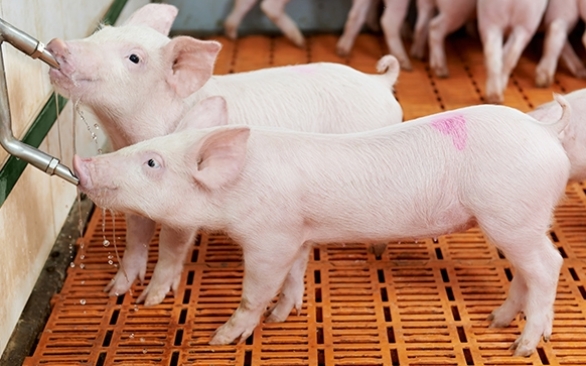 4 passos importantes para garantir uma hidratação adequada dos suínos durante o verão