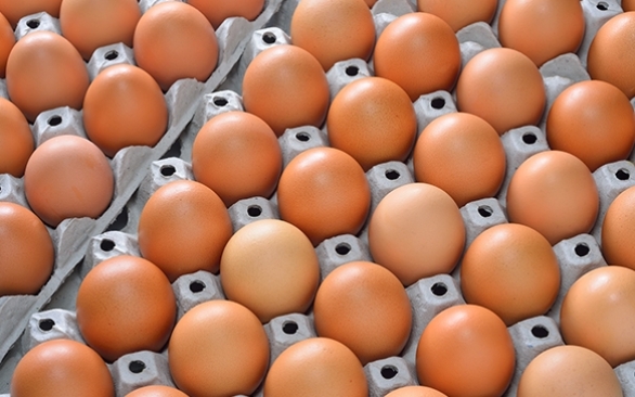 Como avaliar a qualidade dos ovos?
