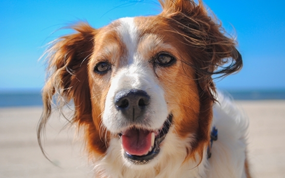 10 dicas para reforçar os cuidados com os pets nos dias quentes de verão