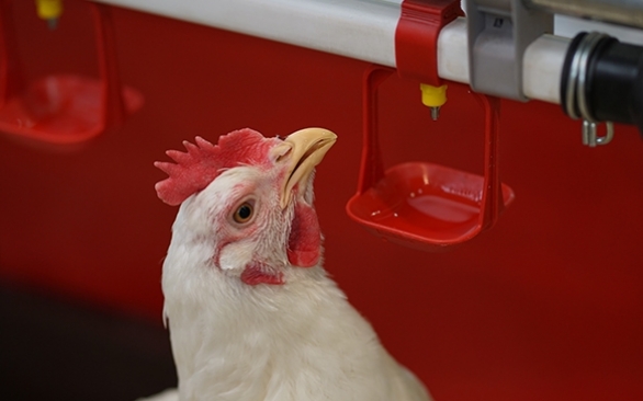 Água na avicultura: como garantir a melhor qualidade deste recurso 