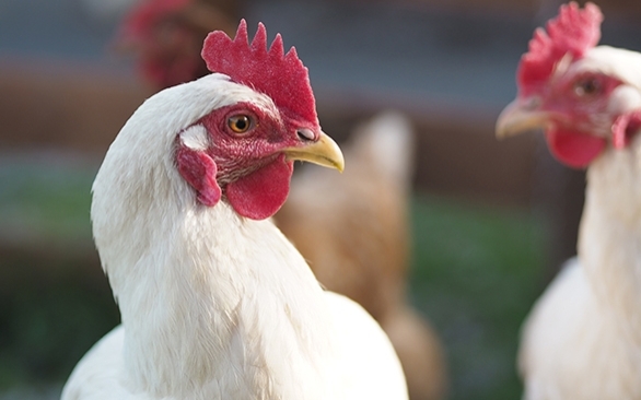 Nutrição x sistema imune: entenda como essa interação afeta a avicultura