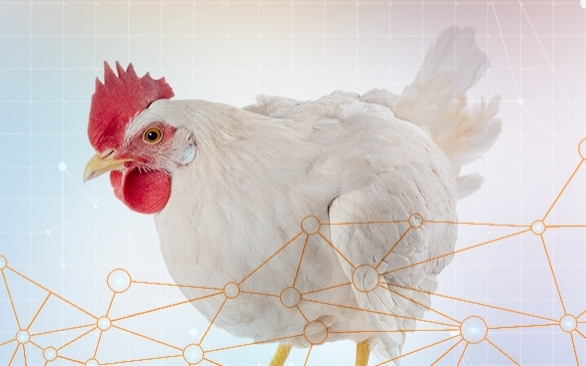 Como a saúde intestinal pode tornar as aves mais resistentes às patogenias