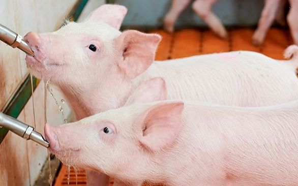 Importância do controle de microrganismos na água de bebida de aves e suínos