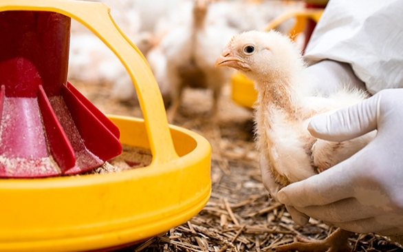 Como o manejo de ração na fase inicial do frango influencia no seu desenvolvimento