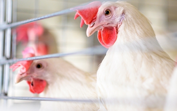 Saúde intestinal: Não falar sobre isso, é perda de recurso