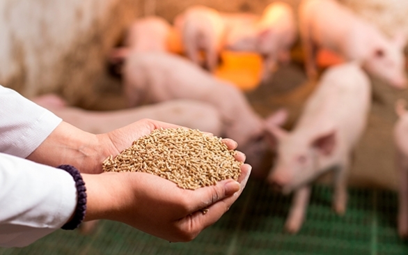 Desafio da conversão alimentar em tempos de alto custo de insumos e tecnologias nutricionais que auxiliam na redução do impacto do custo de produção