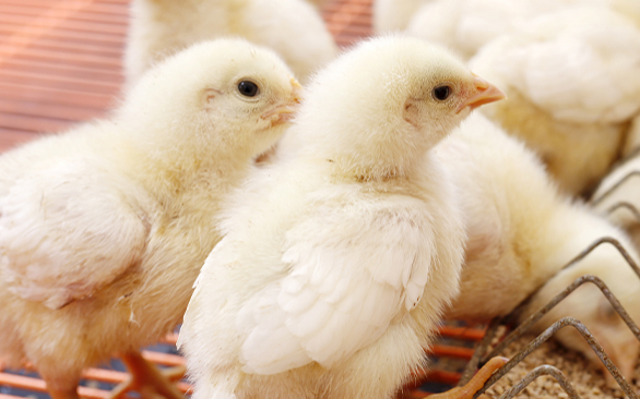 Passos fundamentais para garantir um manejo adequado dos ovos