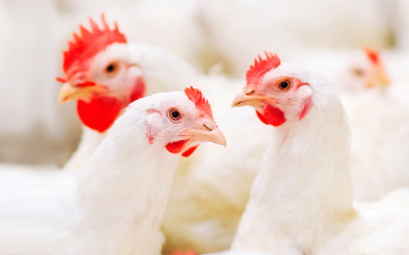 Principais impactos do inverno na avicultura e maneiras de minimizá-los