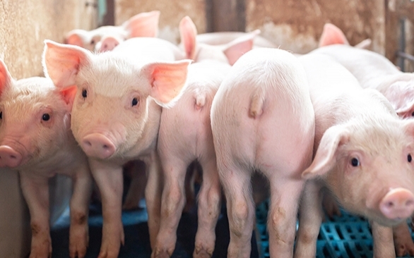 APCs: um caminho sem volta para o fim