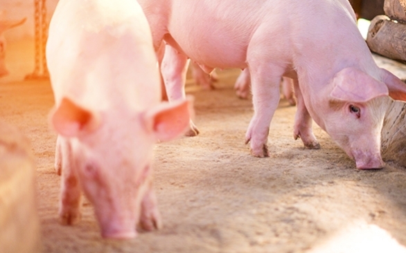 Importância de uma dieta nutricional eficiente para suínos na fase de creche e terminação