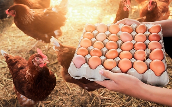 Investir na saúde das aves para melhor qualidade do ovo