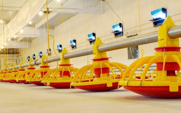 Como a desinfecção eficiente das instalações contribui para a saúde das aves