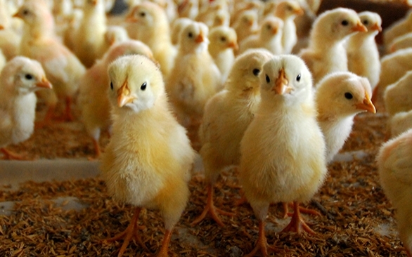 A força da biosseguridade para o combate ao avanço da Influenza Aviária