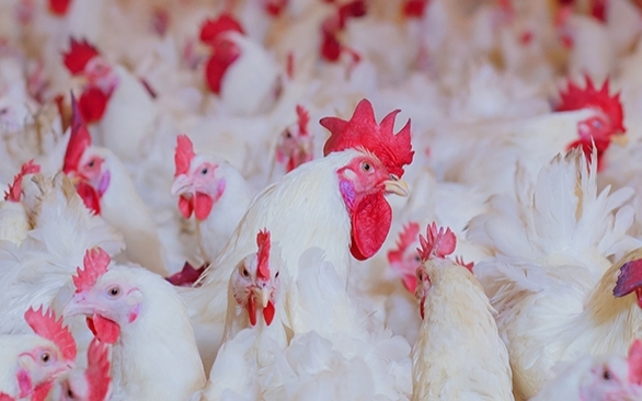 Atenção às ameaças e comportamento do lote diante do avanço da Influenza Aviária