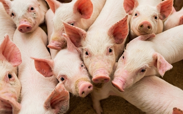 Desafios sanitários na fase de creche em suínos
