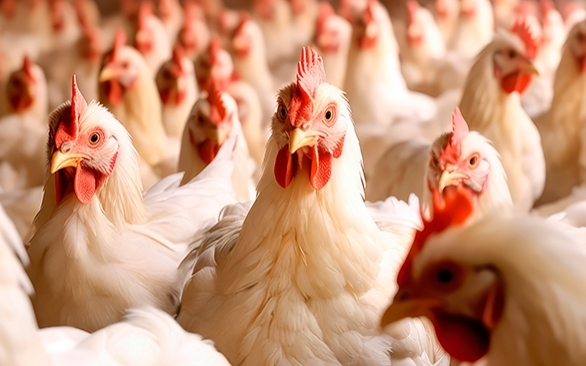 Eficiência no controle de Salmonella em matérias-primas e produtos acabados: resultados comprovados